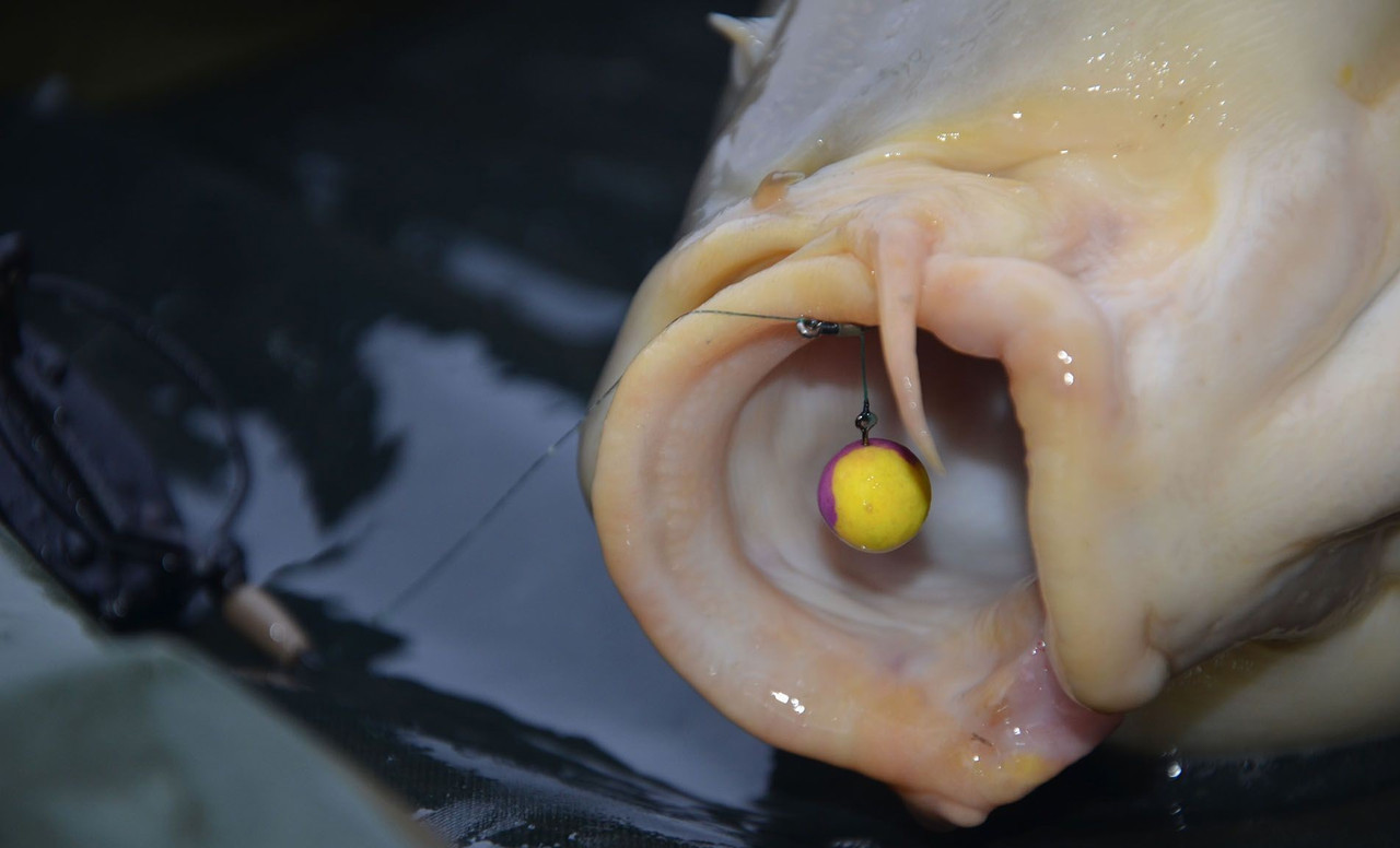 Методні попапи з бустером Haldorado TripleX BlendeX Pop Up Big Carps