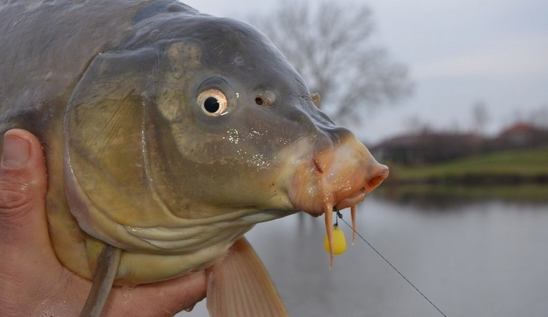 Голка для насадки Haldorado Bait Sting 7mm