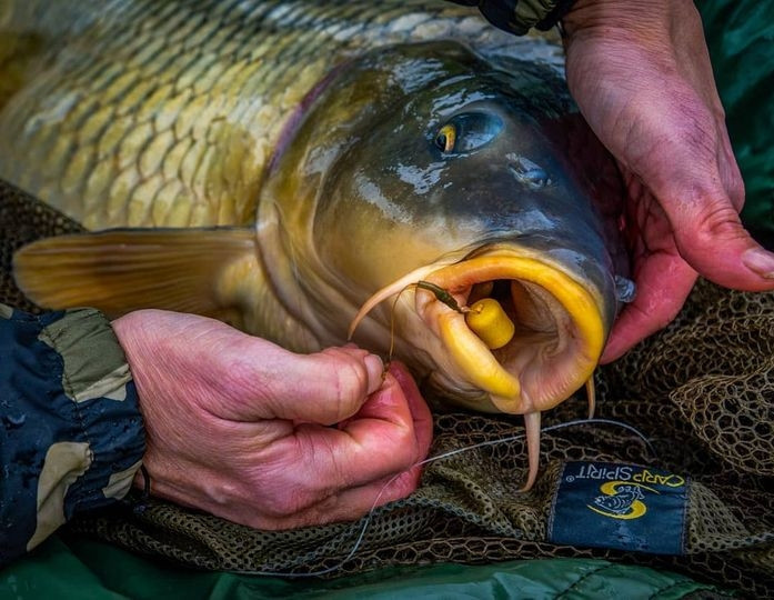 Бойли насадкові Dynamite Baits Hit n Run Wafters 14mm Yellow