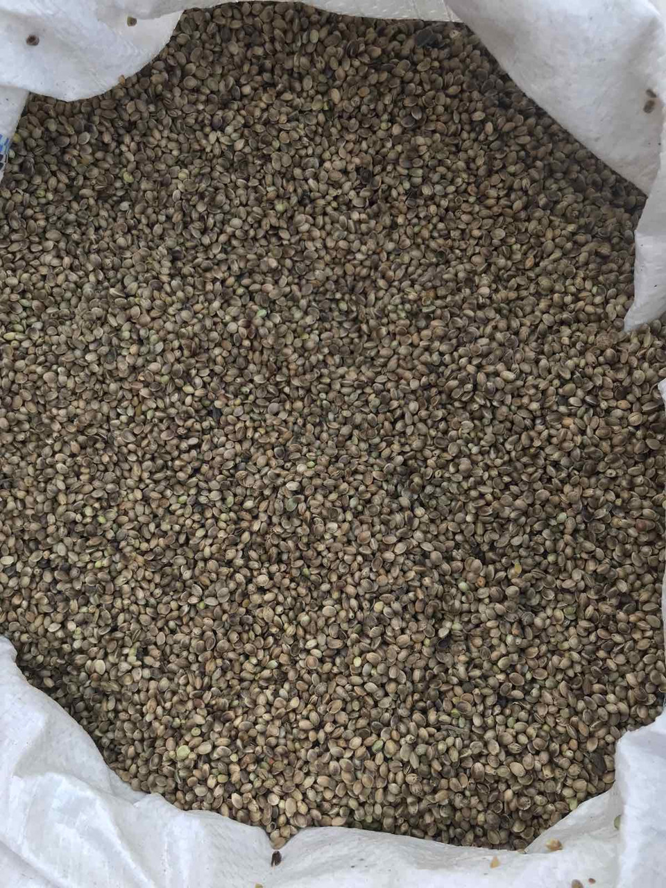 Зерна конопель для риболовлі Hemp 1 кг