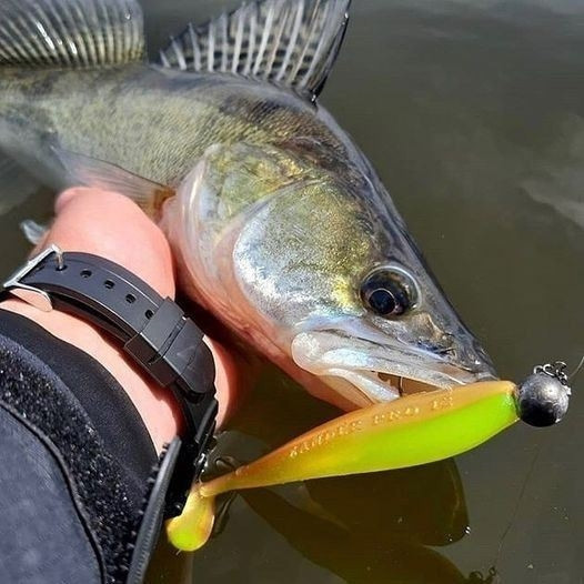 Штучна приманка Rage Ultra UV Zander Pro Shad Single 7.5 см x 5 шт.
