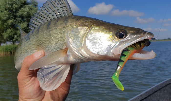 Штучна приманка Rage Ultra UV Zander Pro Shads Mixed Colour Pack 7.5 см/5шт