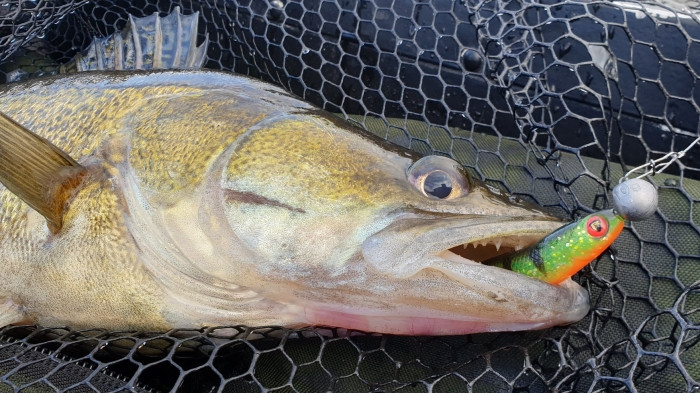 Штучна приманка Rage Ultra UV Slick Shad Loaded 7 см 5 г 4 шт.