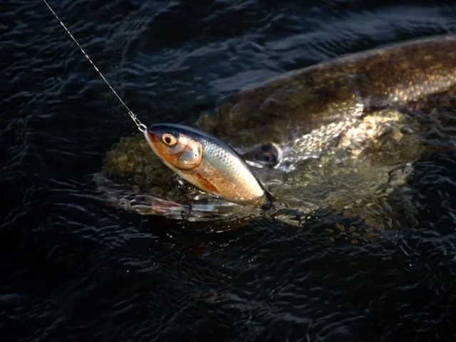 Воблер Salmo Fatso Floating Bright Perch 8cm