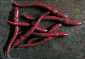 Искусственный тонущий красный червь IMITATION WORMS Enterprise Tackle