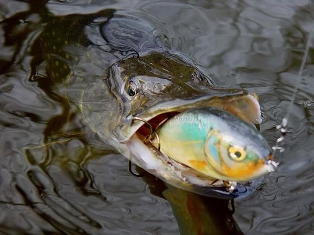 Воблер Salmo Fatso Sinking Spotted Holo Smelt 8cm