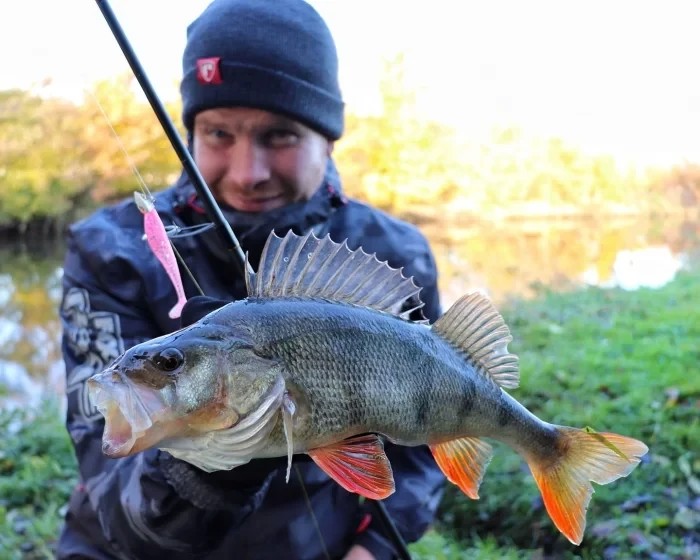 Штучна принада Rage Ultra UV Zander Pro Shads Mixed Color Lure Pack 7,5cm x 5
